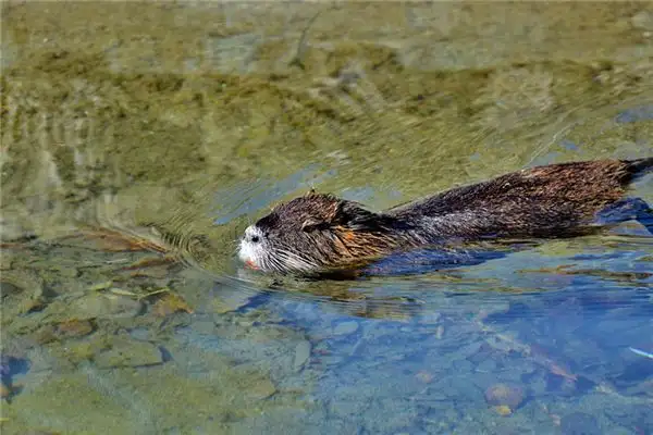 Dreaming of a Beaver Meaning and Interpretation - NuvoraDream - DreamDecode-DreamDecode