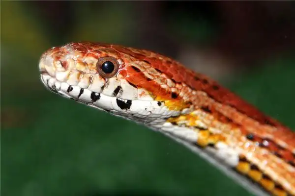 Dream of Red Snake Meaning and Interpretation - NuvoraDream - DreamDecode-DreamDecode