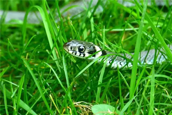 Dreaming of Small Snakes Meaning and Interpretation - NuvoraDream - DreamDecode-DreamDecode
