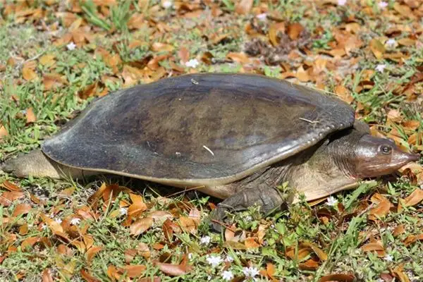 Dreaming of a Turtle Meaning and Interpretation - NuvoraDream - DreamDecode-DreamDecode