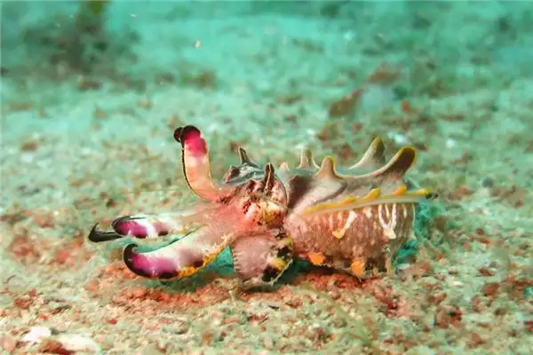 Dreaming of Cuttlefish Meaning and Interpretation - NuvoraDream - DreamDecode-DreamDecode