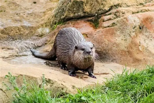 Dreaming of Otters Meaning and Interpretation - NuvoraDream - DreamDecode-DreamDecode