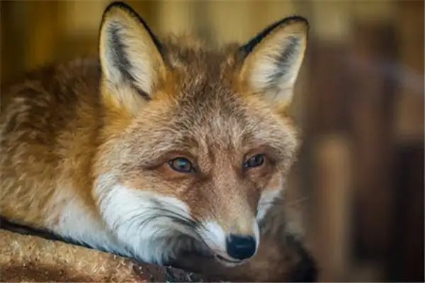 Dream Interpretation of Seeing a Fox in Your Sleep - NuvoraDream - DreamDecode-DreamDecode