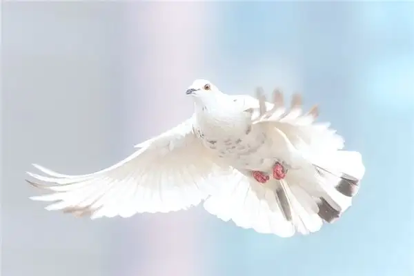 Dream Interpretation Catching a Pigeon Meaning - NuvoraDream
