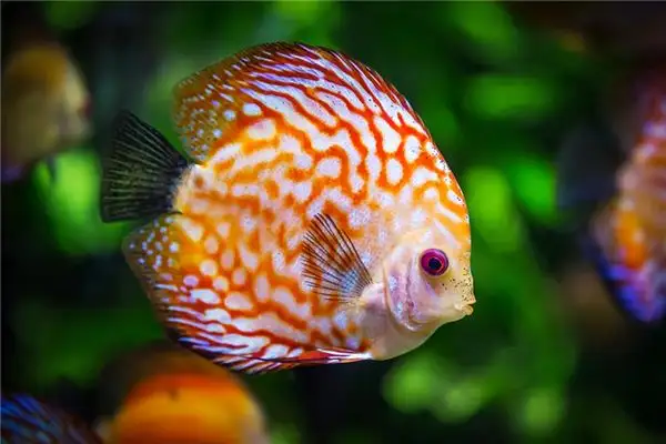 Dream Interpretation of Being Bitten by a Fish - NuvoraDream - DreamDecode-DreamDecode