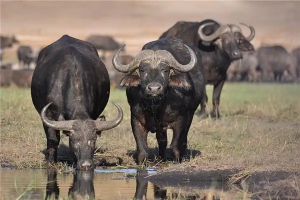 Dream of a Black Bull Meaning and Interpretation - NuvoraDream - DreamDecode-DreamDecode