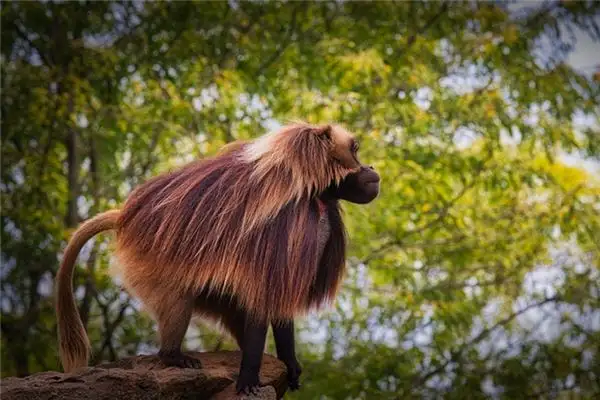 Dreaming of Baboons Meaning and Interpretation - NuvoraDream - DreamDecode-DreamDecode