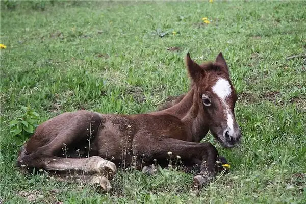 Dreaming of a Foal Meaning and Interpretation - NuvoraDream