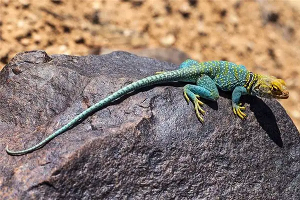 Dreaming of Reptiles Meaning and Interpretation - NuvoraDream