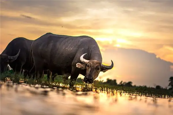 Dream of Buffalo Meaning and Interpretation - NuvoraDream - DreamDecode-DreamDecode