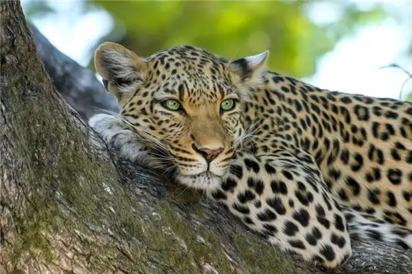 Dream Interpretation of Seeing a Jaguar NuvoraDream - DreamDecode-DreamDecode