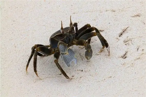 Dream Interpretation of Crabs - NuvoraDream - DreamDecode-DreamDecode