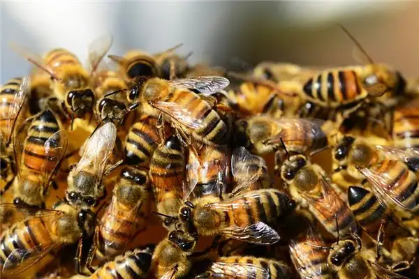 Dream Interpretation of Bee Swarm - NuvoraDream - DreamDecode-DreamDecode
