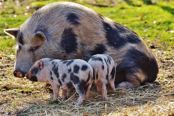 Dream Interpretation Feeding Pigs Meaning and Symbolism on NuvoraDream - DreamDecode-DreamDecode