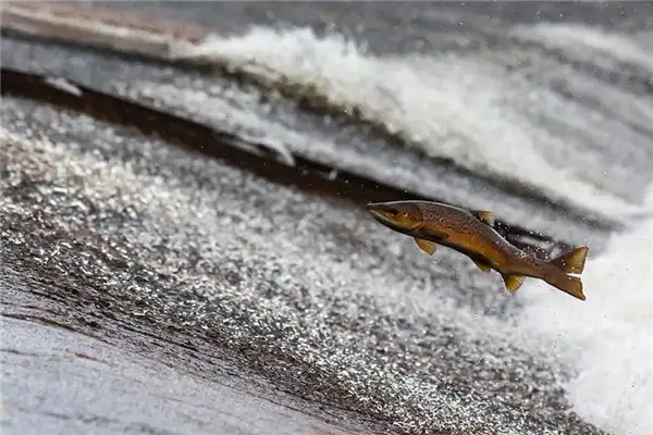 Dream Interpretation Fish Jumping Out of Water Meaning - DreamDecode-DreamDecode