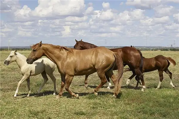 Dreaming of Herds of Cows and Horses Meaning - NuvoraDream - DreamDecode-DreamDecode