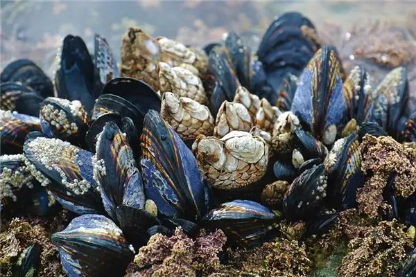 Dream Interpretation of Clams in River Meaning and Symbolism - DreamDecode-DreamDecode