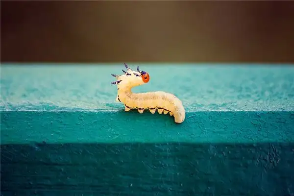 Dreaming of Worms Meaning and Interpretation - NuvoraDream - DreamDecode-DreamDecode