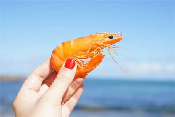 Dream of Shrimp Meaning and Interpretation - NuvoraDream - DreamDecode-DreamDecode
