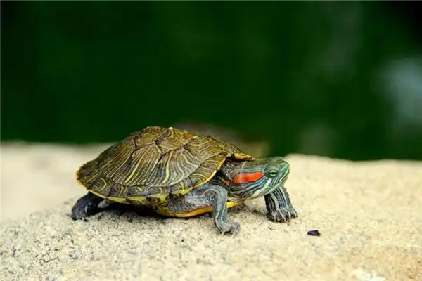 Dream Interpretation Turtle Crawling Into Your House NuvoraDream - DreamDecode-DreamDecode