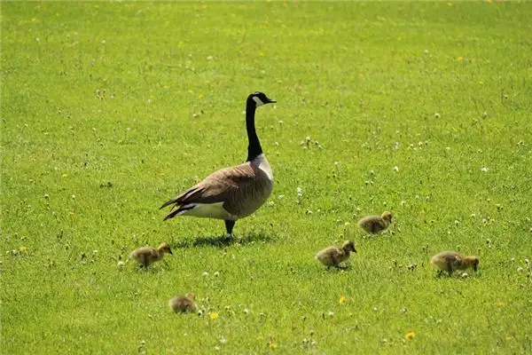 Dream Interpretation of Bustard Bird Meaning at NuvoraDream - DreamDecode-DreamDecode