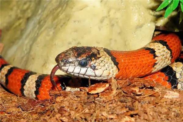 Dream Interpretation of Colorful Snake Meaning and Symbolism - DreamDecode-DreamDecode