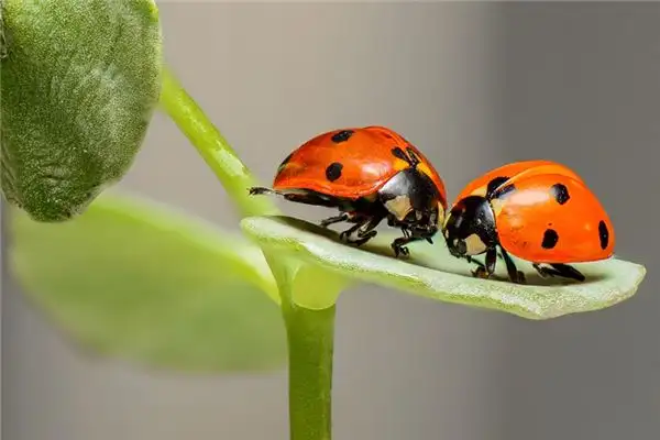 Dream Interpretation Insects Meaning in Dreams NuvoraDream - DreamDecode-DreamDecode