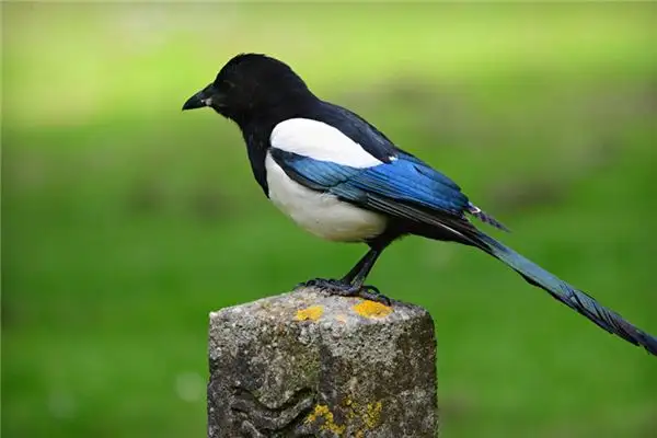 Dream of Magpie Meaning and Interpretation - NuvoraDream - DreamDecode-DreamDecode