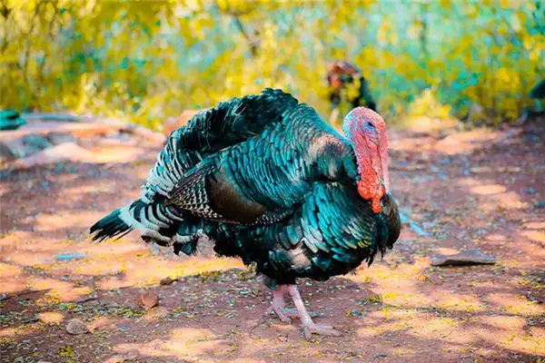 Dreaming of a Turkey Meaning and Interpretation - NuvoraDream - DreamDecode-DreamDecode