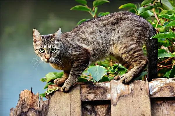 Dream Interpretation Being Chased by a Cat NuvoraDream - DreamDecode-DreamDecode
