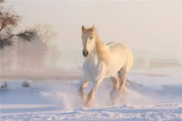Dream of Injured Horse Meaning and Interpretation - NuvoraDream - DreamDecode-DreamDecode