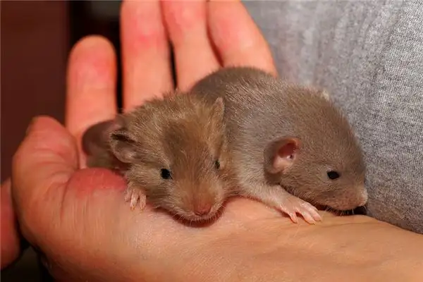 Dream Interpretation Catching Mice Meaning - NuvoraDream - DreamDecode-DreamDecode