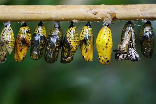 Dream Interpretation of Seeing a Cocoon - NuvoraDream