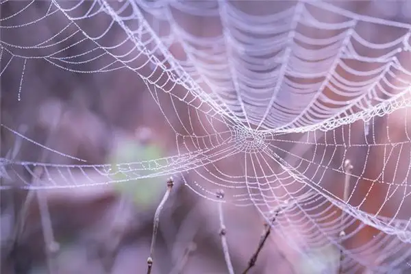 Dream Interpretation of Spider Webs - NuvoraDream - DreamDecode-DreamDecode
