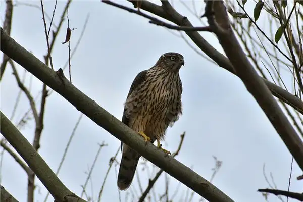 Dream of an Eagle Meaning and Interpretation - NuvoraDream - DreamDecode-DreamDecode