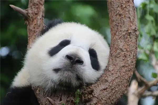 Dreaming of a Panda Meaning and Interpretation - NuvoraDream - DreamDecode-DreamDecode