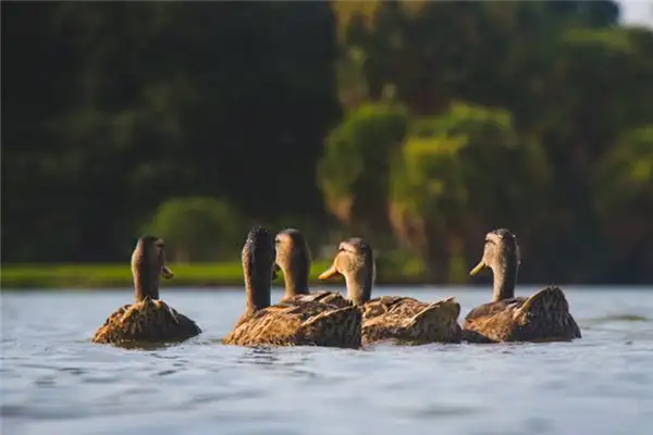 Dream of Ducks Meaning and Interpretation - NuvoraDream - DreamDecode-DreamDecode