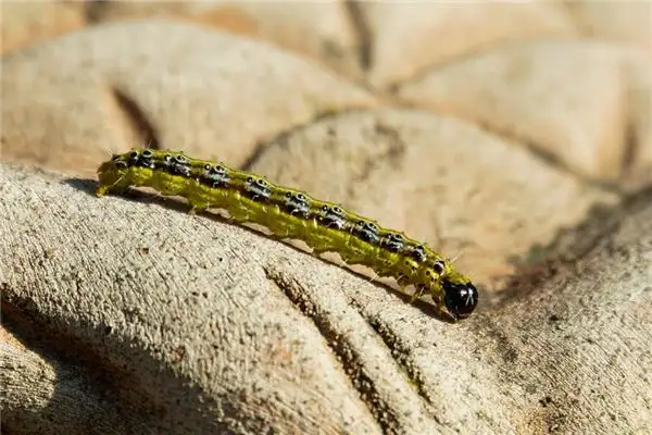 Dream Interpretation of Tooth Worms in Sleep - DreamDecode-DreamDecode