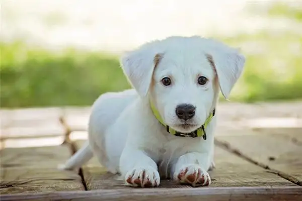 Dreaming of a White Dog Meaning and Interpretation - NuvoraDream - DreamDecode-DreamDecode