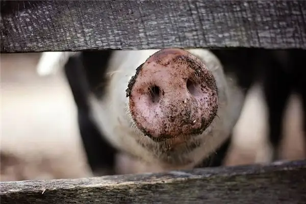 Dream Interpretation of Seeing a Pig\'s Mouth - NuvoraDream - DreamDecode-DreamDecode