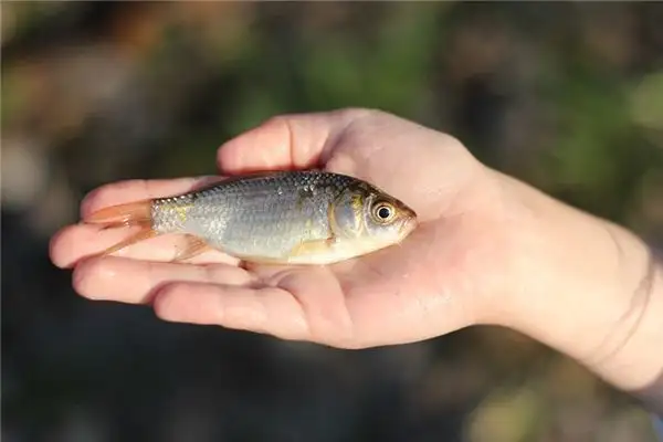 Dreaming of Crucian Carp Meaning and Interpretation - NuvoraDream - DreamDecode-DreamDecode