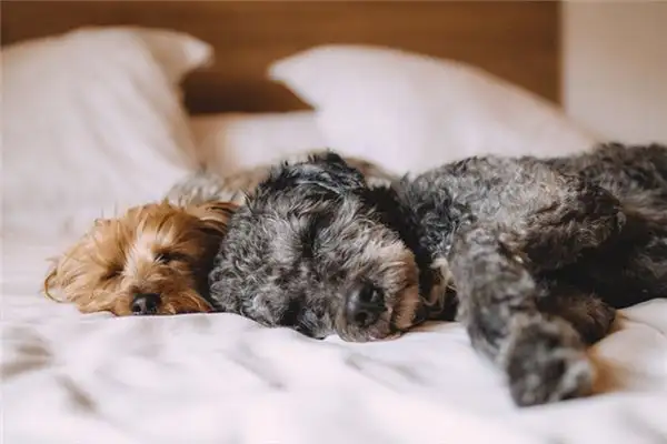Dream Interpretation of Dogs Mating - NuvoraDream - DreamDecode-DreamDecode