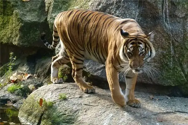 Dream of Tiger Roaring Meaning - NuvoraDream - DreamDecode-DreamDecode