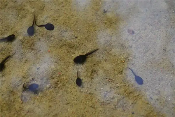 Dreaming of Tadpoles Meaning and Interpretation - NuvoraDream - DreamDecode-DreamDecode