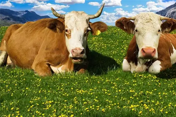 Dream of Cows Meaning and Interpretation - NuvoraDream - DreamDecode-DreamDecode