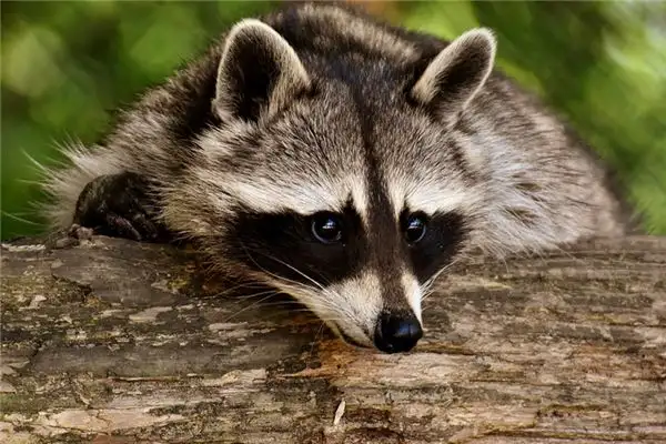 Dreaming of a Raccoon Meaning and Interpretation - NuvoraDream - DreamDecode-DreamDecode