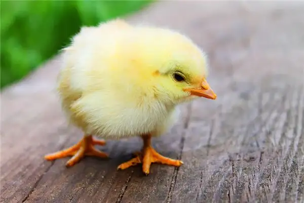 Dreaming of Chickens Meaning and Interpretation - NuvoraDream - DreamDecode-DreamDecode