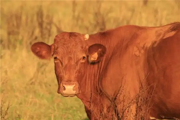Dream Interpretation of Seeing Cow Eyes - NuvoraDream - DreamDecode-DreamDecode