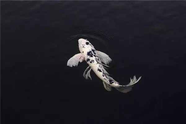 Dream Interpretation of Fish in River or Pond NuvoraDream - DreamDecode-DreamDecode