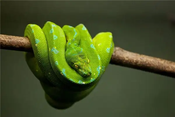 Dream Interpretation of a Giant Python in a Tree - NuvoraDream - DreamDecode-DreamDecode